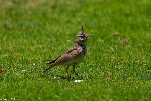 Crested Lark