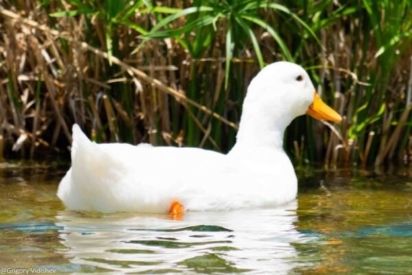 White Duck