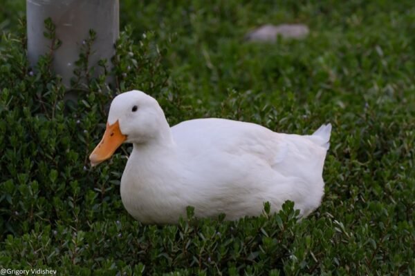 White Duck
