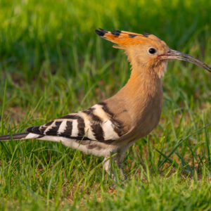Common Hoopoe