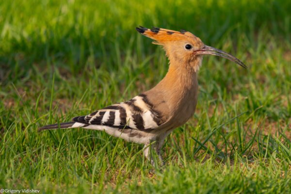 Common Hoopoe