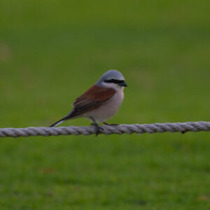 Red-backed Shrike