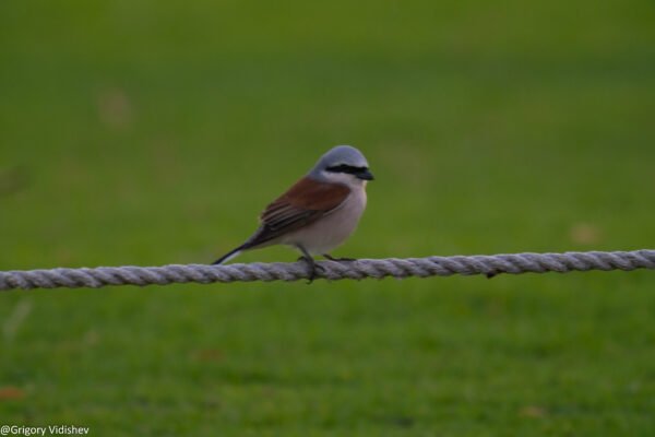 Red-backed Shrike