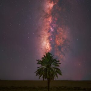 Milky Way And Palm Tree